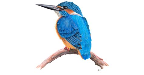 Kingfisher Png Images Transparent Free Download
