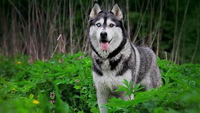 Husky Siberian Eyes Different Dogs Animals Wallpapers
