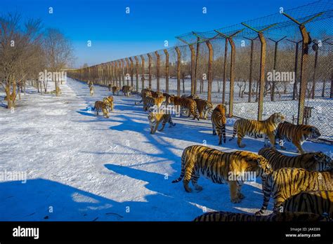 Siberian Tiger Park In Harbin China Stock Photo Alamy
