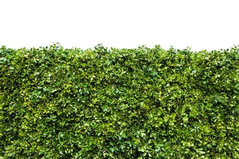 Hedge Stock Photos Royalty Free Hedge Images Depositphotos