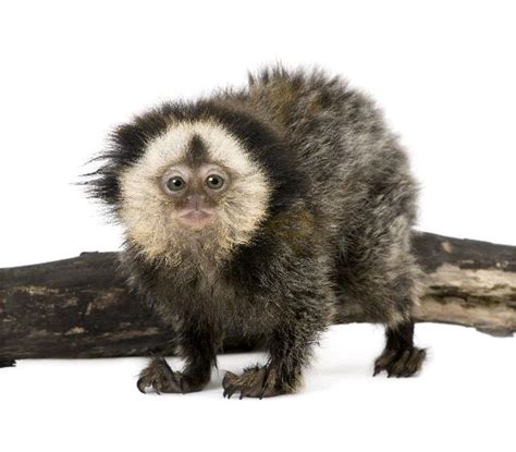 White Headed Marmoset Infant Animal Facts And Information
