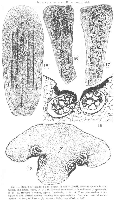 Angiosperm Families Degeneriaceae Bailey And Smith