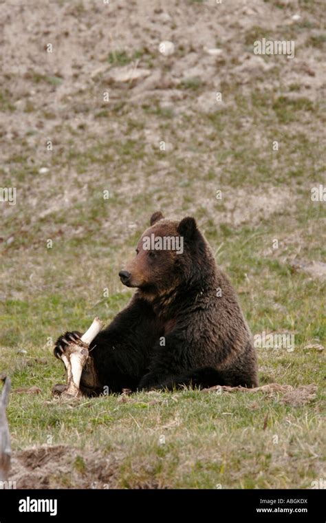 Grizzly Bear Yellowstone National Park Wyoming Stock Photo Alamy