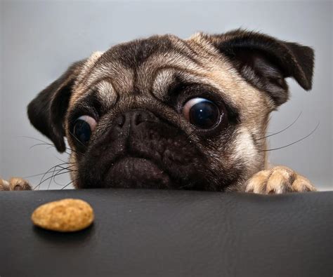 Pug Wants A Cookie