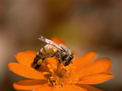 You can also buy honey in granulated form or whipped or creamed to make it easier to spread. Why Plants Have Bright Colored Flowers - Flower Color ...