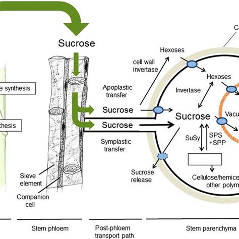 Process Diagram For Sucrose Movement And Metabolism In Sugarcane From
