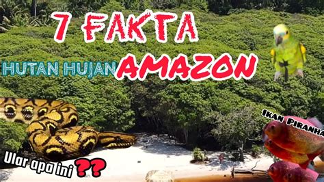 AMAZON 7 Fakta Menarik Tentang Keanekaragaman Hayati Di Hutan Hujan