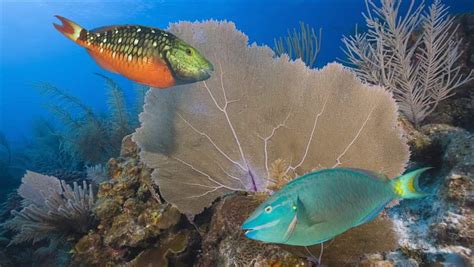 How To Catch Parrotfish While Protecting Coral Reefs The Pew