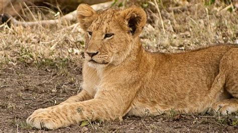 Lion Cubs The Ultimate Lion Cub Fact Guide