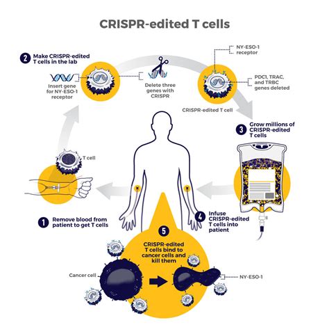 How Is Crispr Used In Cancer Research Molecularcloud