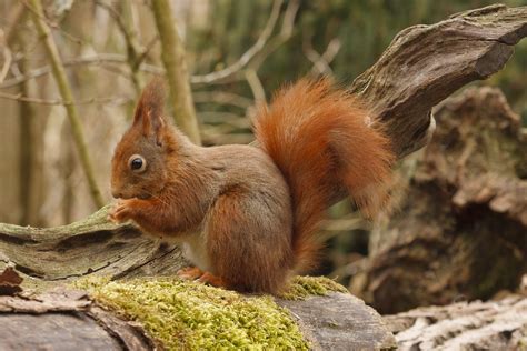 Eurasian Red Squirrel Sciurus Vulgaris Lambert Reinds Flickr