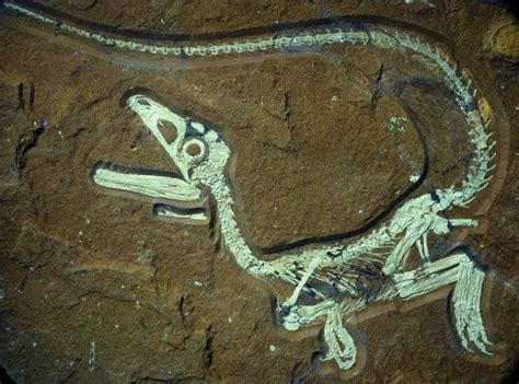 Descubren El Fósil De Un Bebé Dinosaurio Rtvees