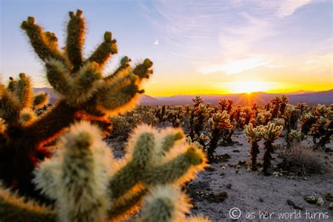 Sunrise Over Cholla Cactus Garden As Her World Turns