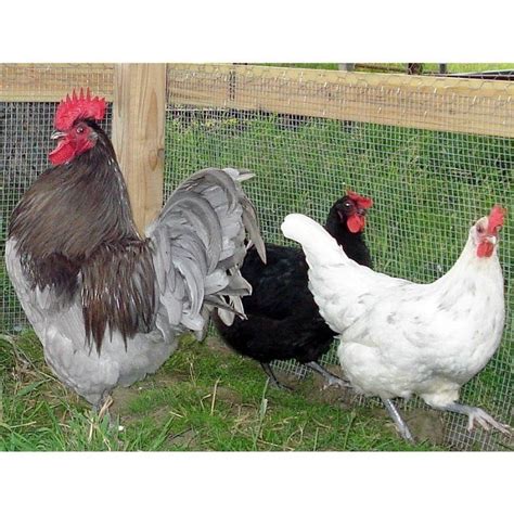 Jersey Giant Backyard Chickens
