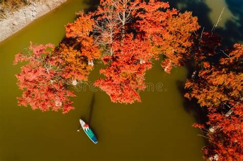 Traveller Walking On Paddle Board At Lake With Autumnal Taxodium