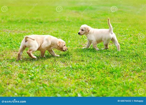 Two Puppies Dogs Labrador Retriever Playing Together Outdoors Stock