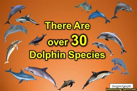 Dolphin Facts 10 Fun Facts About Dolphins Interesting Facts