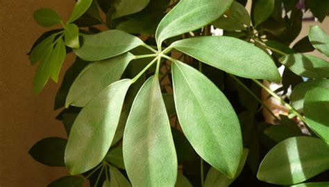 ) there is only one minor similarity that elderflowers might have to poison hemlock, and that is the white flowers. Flower Leaf Identification | Garden Guides
