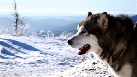 Snow Dogs Hungry Wallpapers Hd Desktop And Mobile