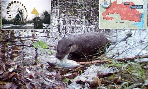 Otter Spotted In Chernobyl Exclusion Zone As Wildlife