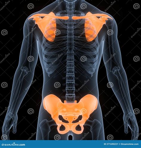 Human Skeleton System Pectoral And Pelvic Girdle Bone Joints Anatomy