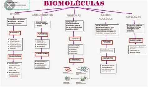 Mapa Conceptual De Las Biomoleculas Organicas Brainlylat Images And