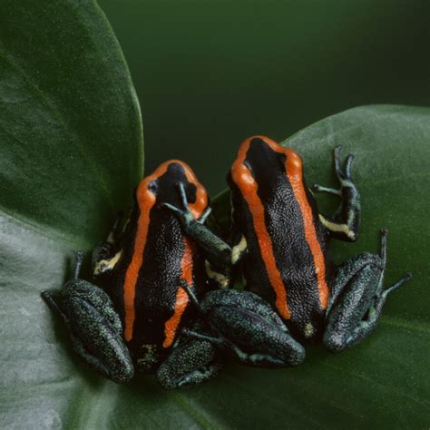 A Recipe For Deadly Poison Dart Frog Toxin
