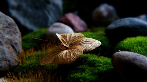 Desktop Wallpaper Dry Leaf Rocks Close Up Hd Image Picture