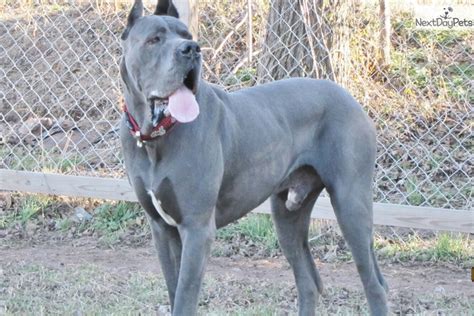 The great dane is well known as one of the largest dog breeds. Blue 100% European: Great Dane puppy for sale near Tulsa ...