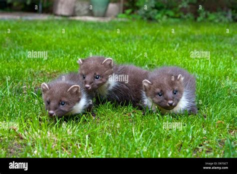 Pine Marten Kits Playing On Hi Res Stock Photography And Images Alamy