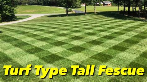 Gci Turf Type Tall Fescue Grass Seed Ph
