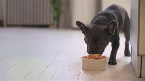 Fresh food also retains its moisture, which is important for a dog's digestive health and satiety. The Farmer's Dog TV Commercial, 'Real Meat and Veggies ...