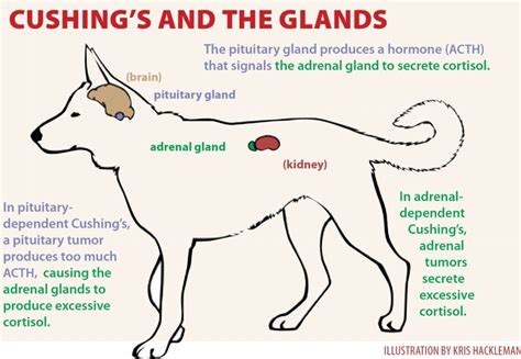 Cushings Disease Effect On Dogs Cushing Disease Cushings Medical