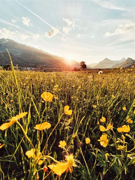 Yellow Flower Field During Sunset Photo Free Image On Unsplash