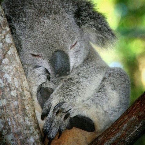 Pin By Connie L Fletcher On Koalas Koala Bear Cute Funny Animals Koala