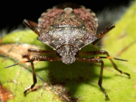 Stink Bugs In Il How To Stop Them Before They Smell Up Your Home