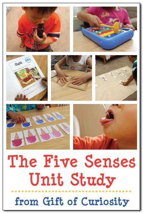 160 Best Images About 5 Senses On Pinterest Preschool Activities All