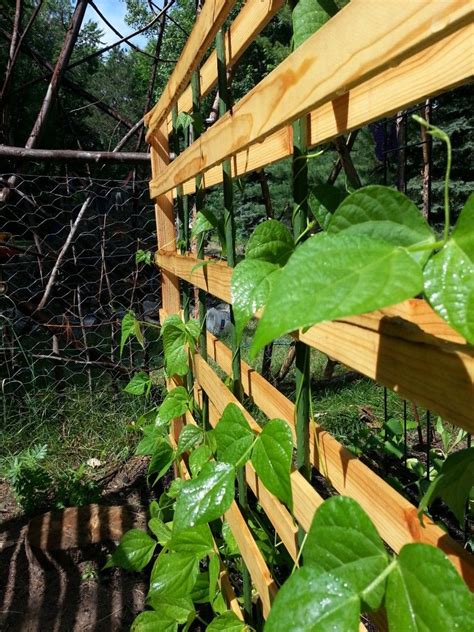 Maybe you would like to learn more about one of these? Pole Beans on trellis | Plant leaves, Pole beans, Trellis