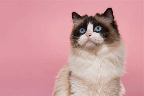 Gato Ragdoll Características Preço Cuidados E Muito Mais Guia Animal