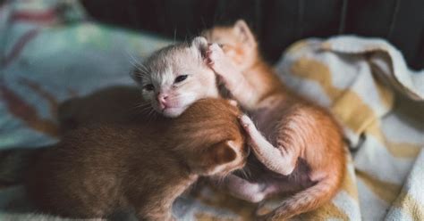 Caring For A Litter Of Newborn Kittens Firstvet