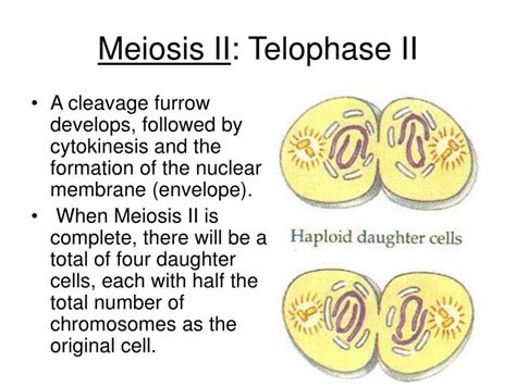 Ppt Cell Division Powerpoint Presentation Id329969