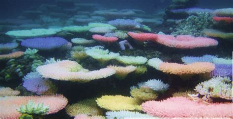 Bookofjoe Dying Coral Reefs Turning Neon