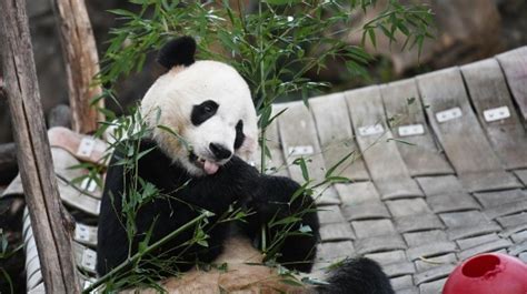 Us Born Giant Panda Departs For New Life In China Cn