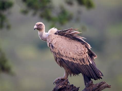 Premium Photo Griffon Vulture Gyps Fulvus