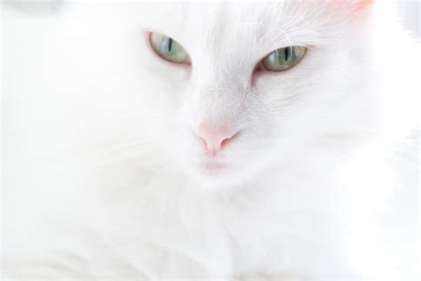 Free Photo White Cat Cat Coat Face Free Download Jooinn