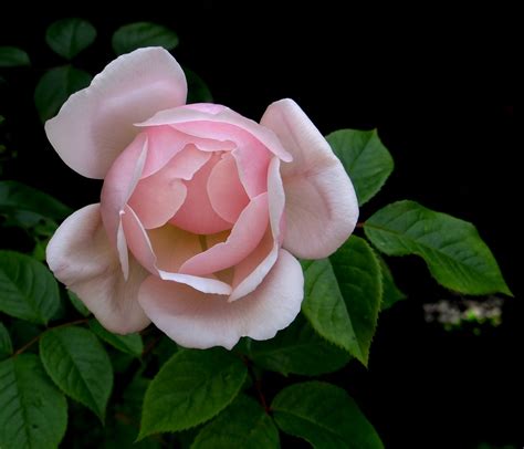 Pink Rose Flower · Free Photo On Pixabay