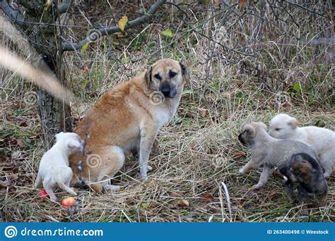 Mother Dog With Puppies In A Forest Stock Photo Image Of Friend