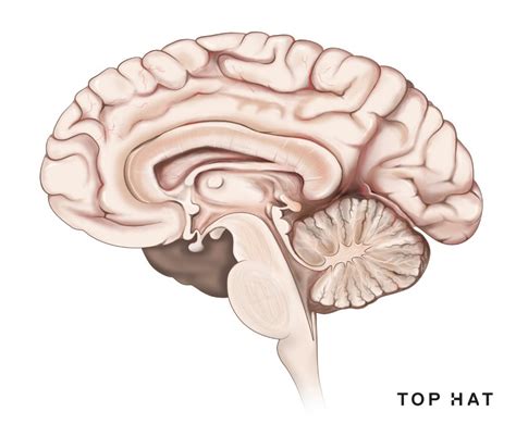 Unit 2 Midsagittal View Of The Brain Diagram Quizlet