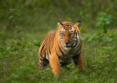 Tiger Tour In Central India 14N 15 Days Wildlife Package MP