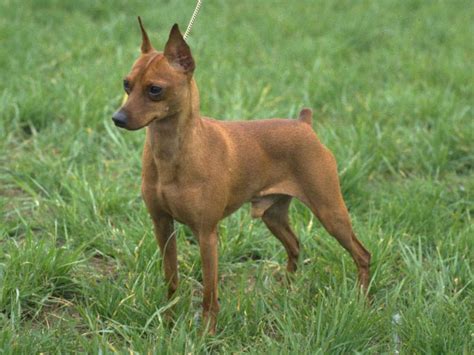Little Dog Giant Personality The Miniature Pinscher